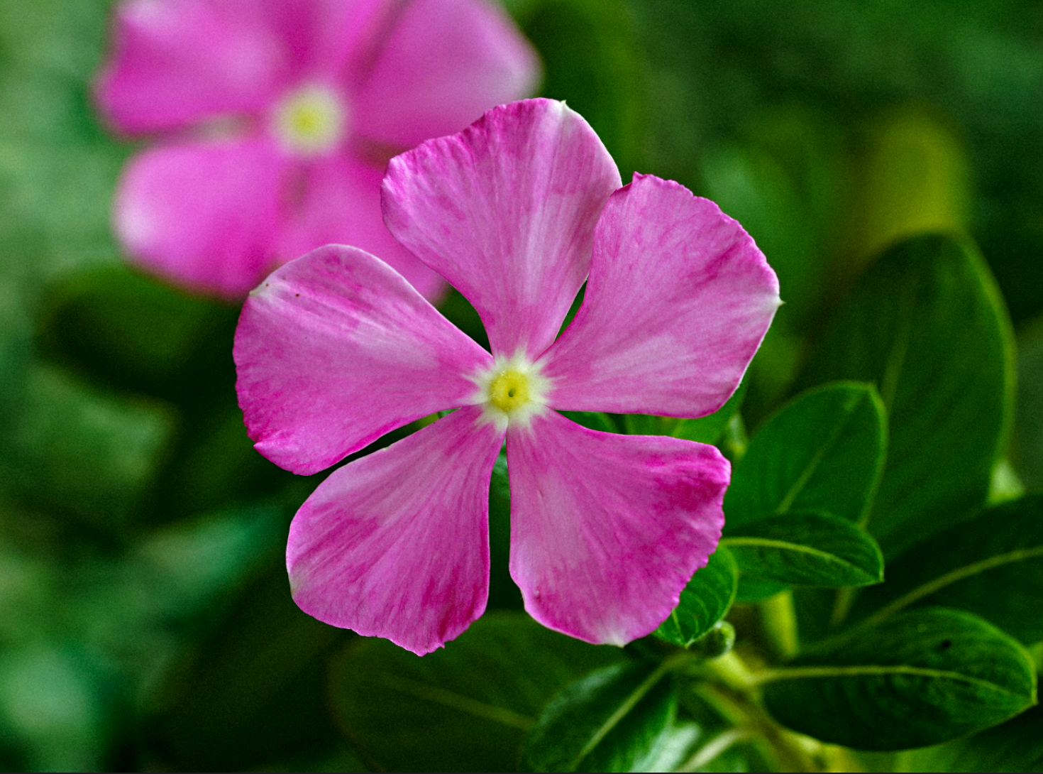 Pervenche de Madagascar
