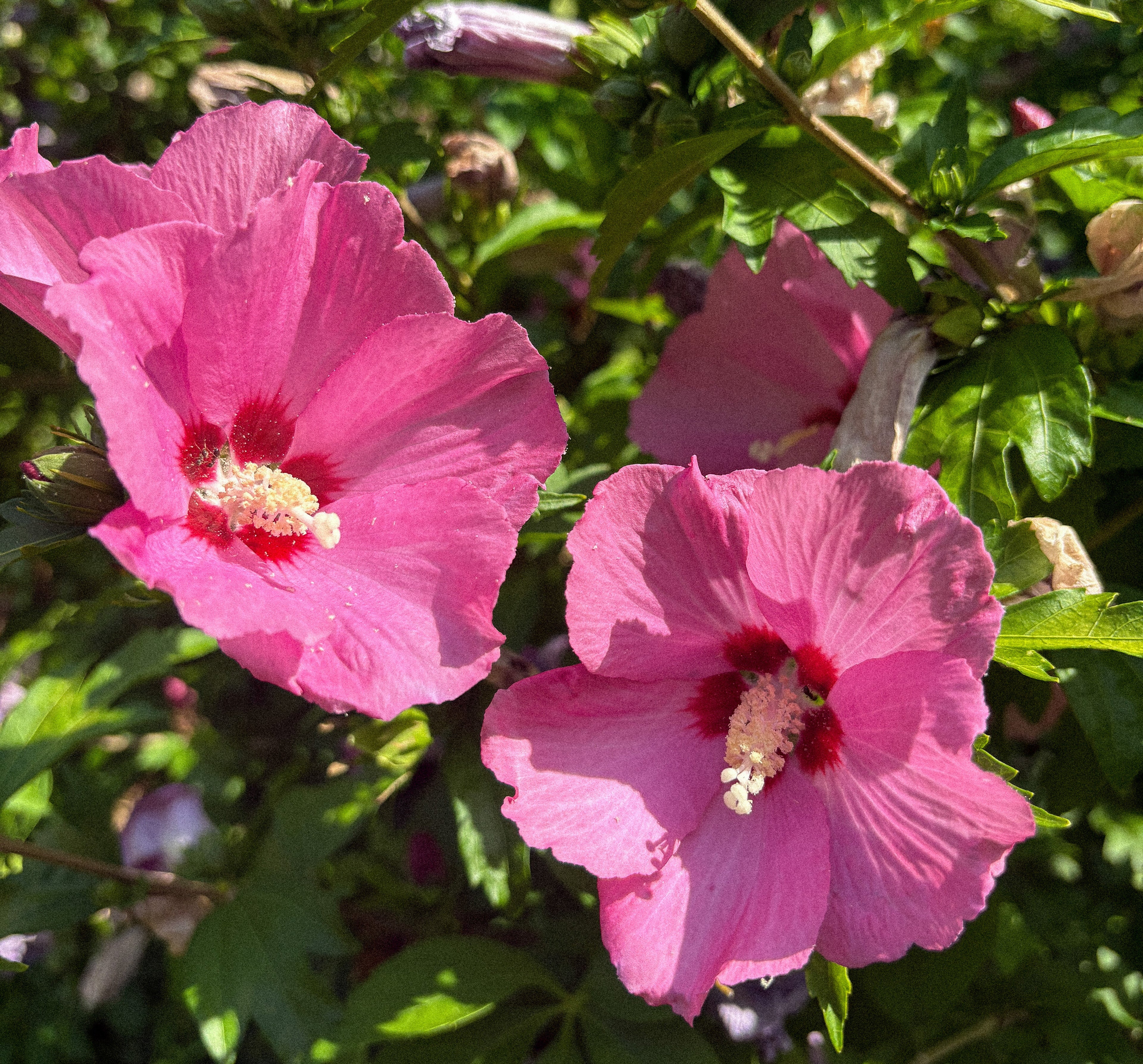 Hibiscus
