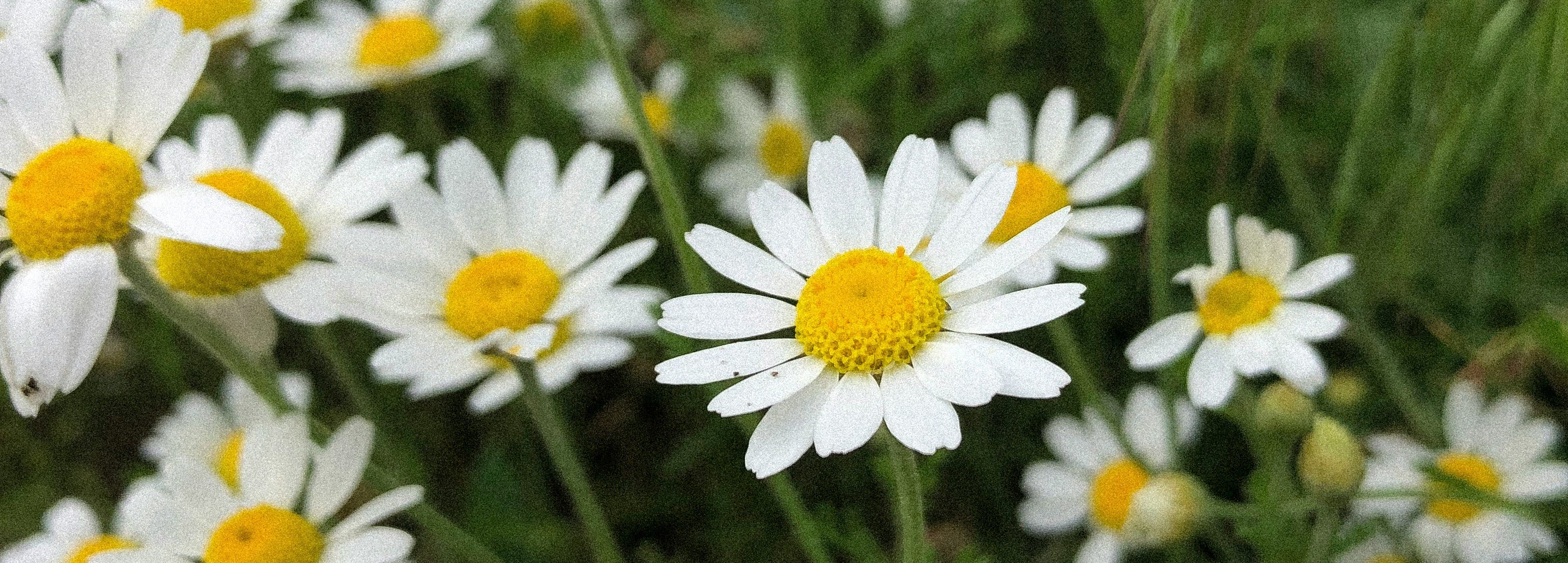 Marguerite