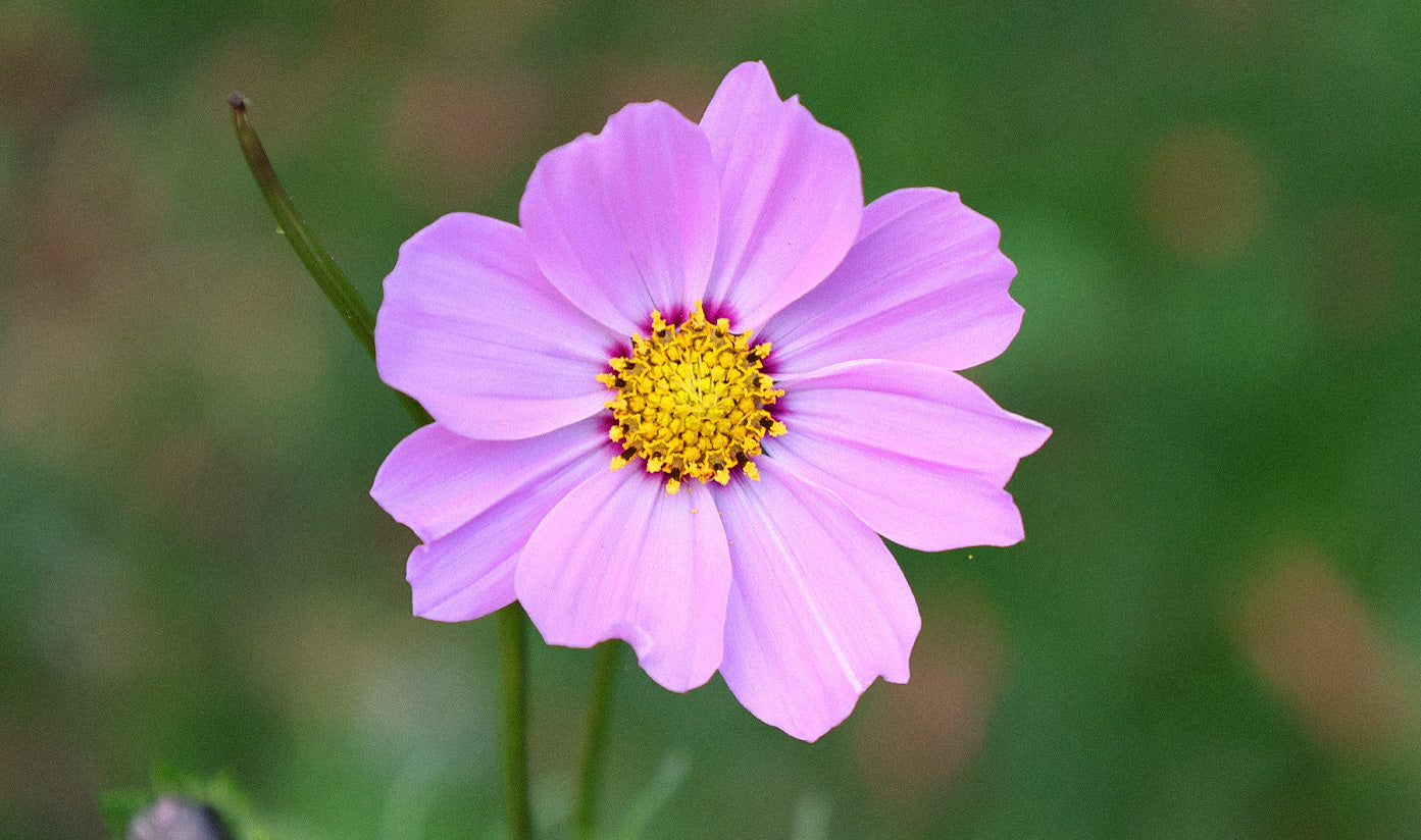 Cosmos