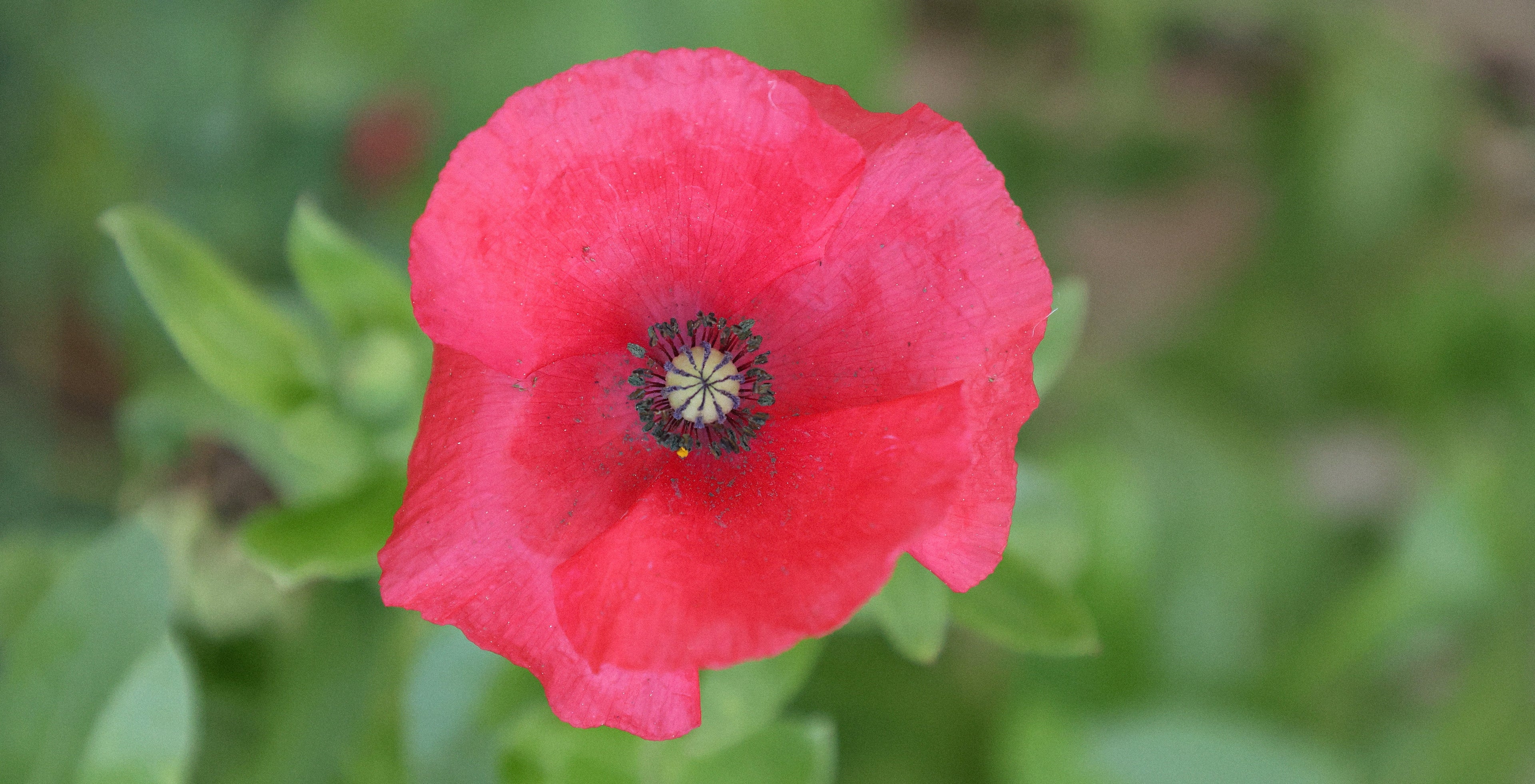 Coquelicot