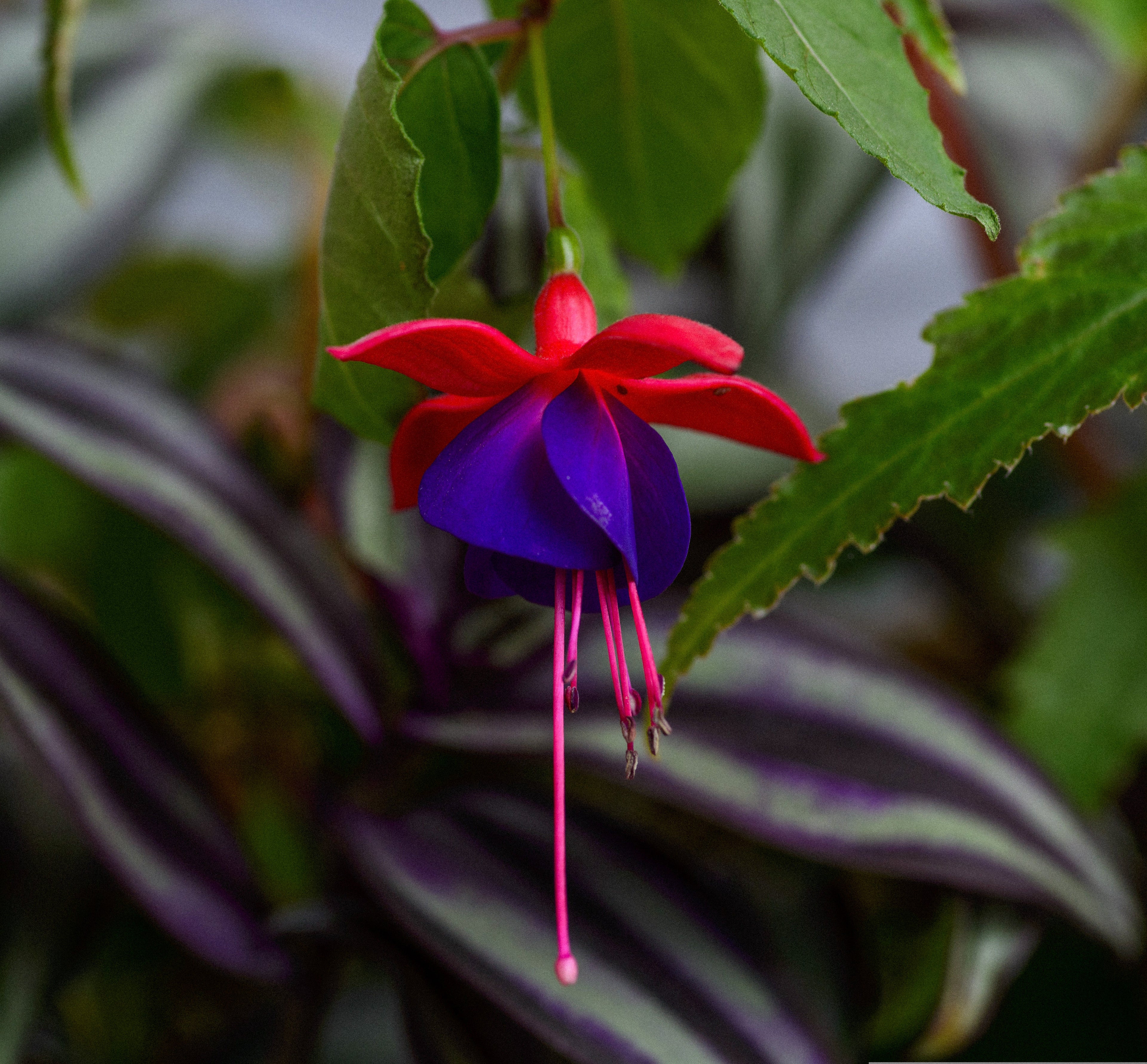 Fuschia